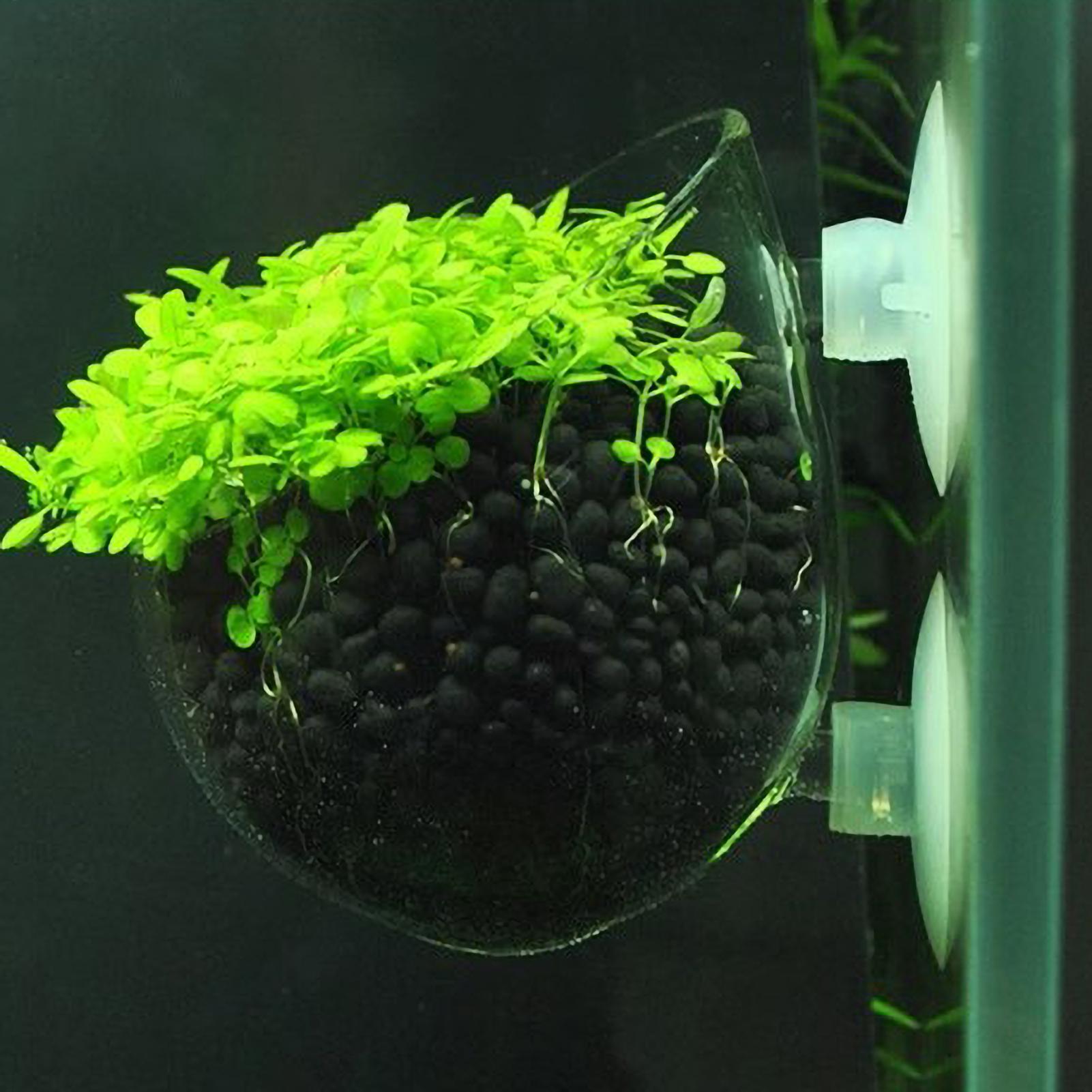 Aquarium Plant Dip - Aquarium Plant Holder Glass Aquatic Plant