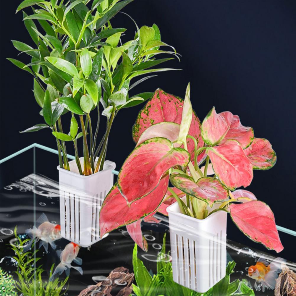 Tank Plant Container Hydroponi - Aquarium Planted Wall ulasan dan harga