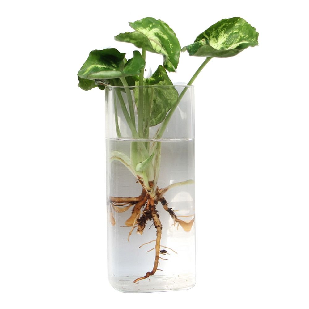Cone Shape Wall Hanging Vase T - Aquarium Planted Wall ulasan dan harga
