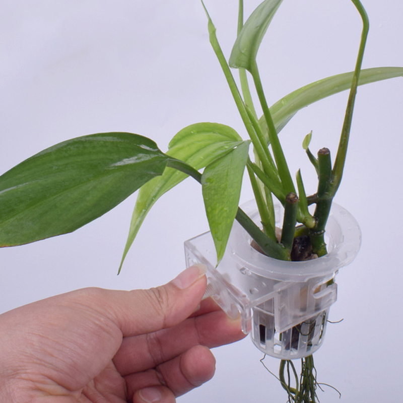 Wall Mounted Aquatic Plant Fix - Aquarium Planted Wall ulasan dan harga