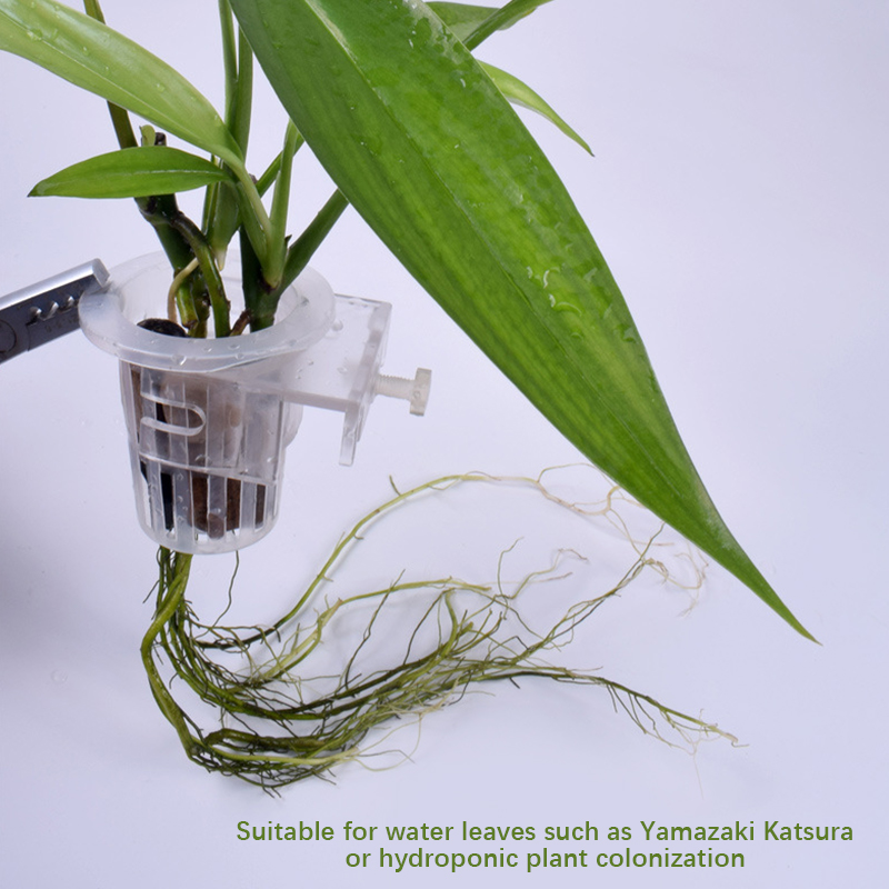 Wall Mounted Aquatic Plant Fix - Aquarium Planted Wall ulasan dan harga