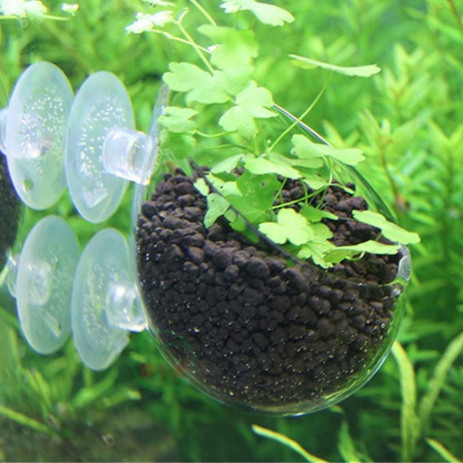 Aquarium Plant Holder Glass Aq - Aquarium Plant Dip ulasan dan harga