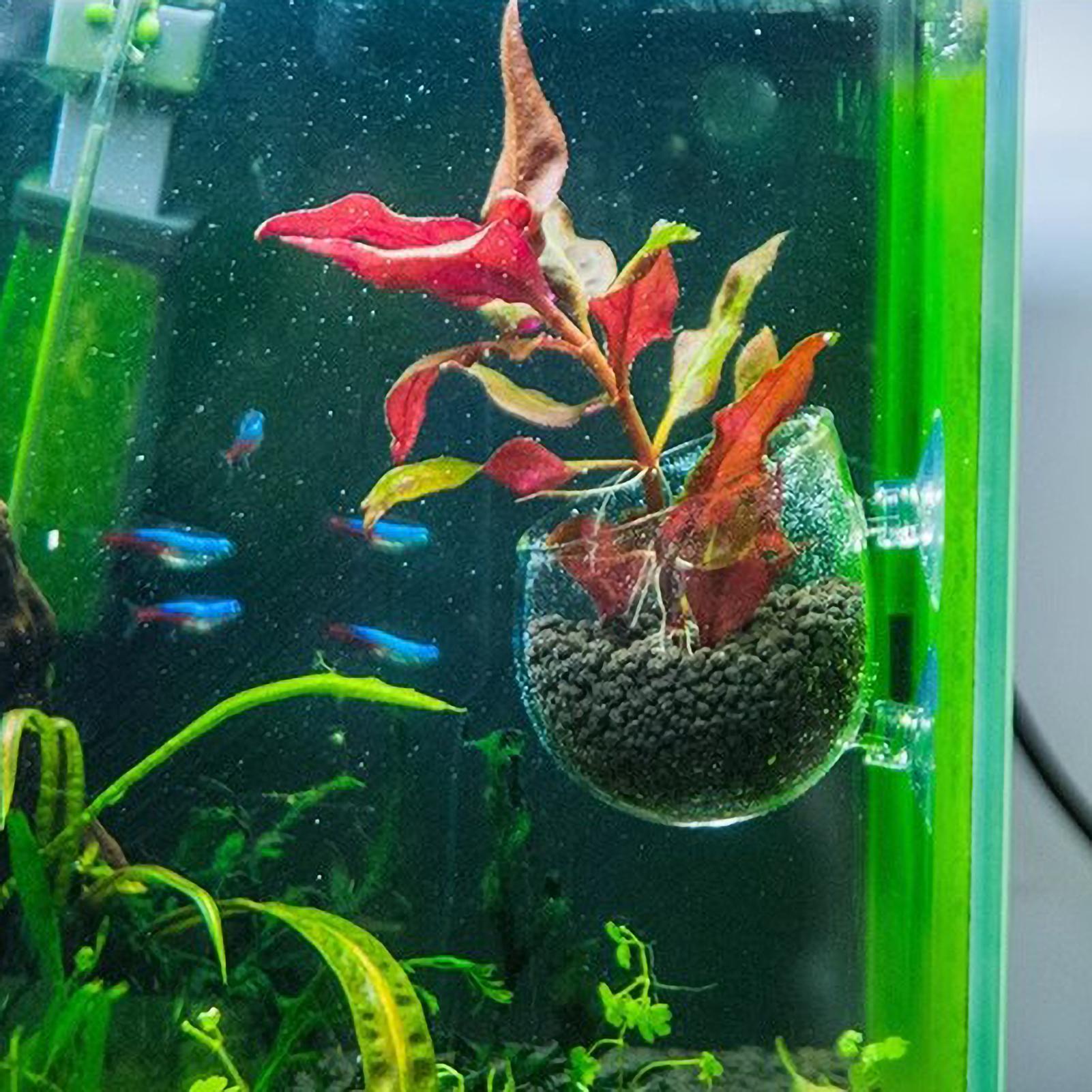 Aquarium Plant Holder Glass Aq - Aquarium Plant Dip ulasan dan harga