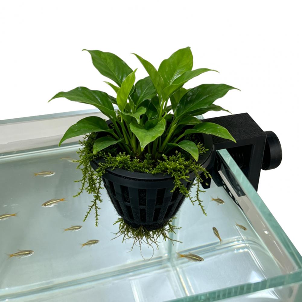 Aquatic Plant Holder Aquarium  - Planted Aquarium Anubias ulasan dan harga