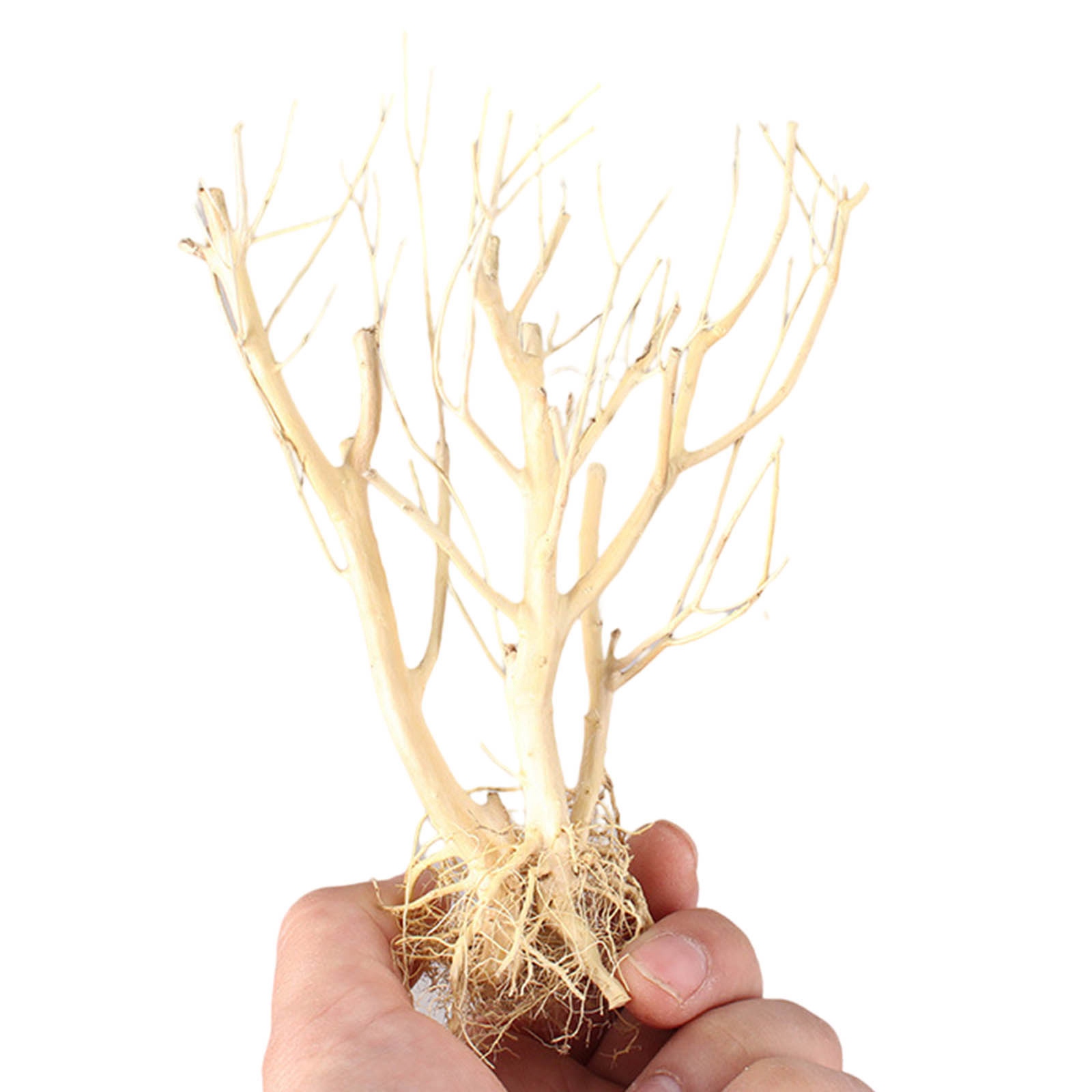 New DIY Driftwood Aquarium Mos - Aquarium Plant On Wood ulasan dan harga