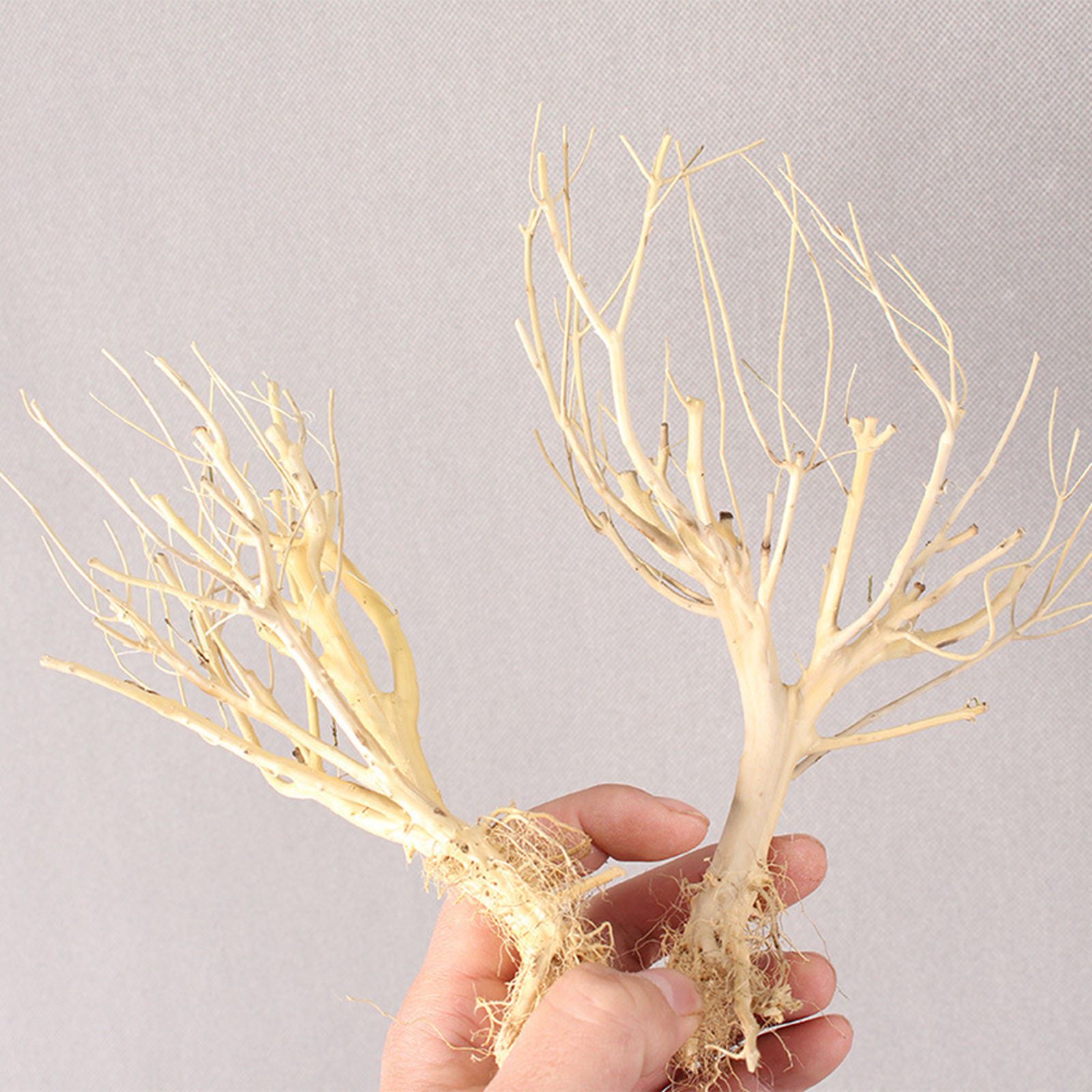 New DIY Driftwood Aquarium Mos - Aquarium Plant On Wood ulasan dan harga