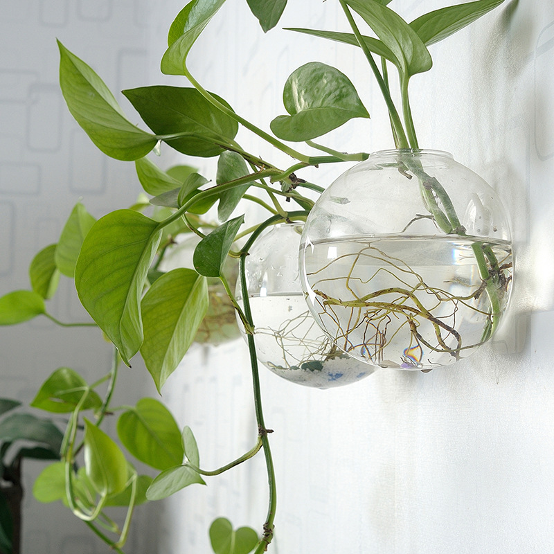 Wall Hanging Acrylic Fish Bowl - Aquarium Planted Wall ulasan dan harga